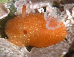 Image result for Kotschya ochreata