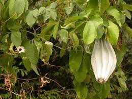 Image result for Telfairia occidentalis