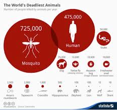 Unfortunately, something most people don't think about this time of year is the threat posed by rodents to symptoms include diarrhea, fever and abdominal pain. Mosquito Awareness Week