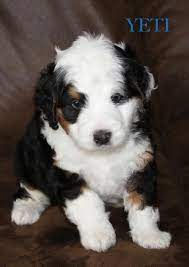 Check spelling or type a new query. Bernedoodle Puppy Pricing Rocky Mountain Bernedoodles
