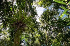 Image result for Asplenium africanum