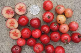 Buah rukem, rukan atau flacourtia rukam merupakan salah satu jenis pohon buah asli indonesia yang bisa dikonsumsi namun sudah terbilang cukup langka saat ini. Rukam Wikipedia Bahasa Indonesia Ensiklopedia Bebas