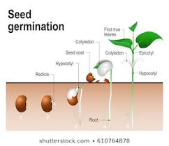 1000 Germination Stock Images Photos Vectors Shutterstock