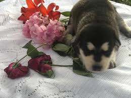 The german shepherd breed has enjoyed overwhelming popularity on and off since 1921. German Shepherd Puppies For Sale Springfield Mo 358883