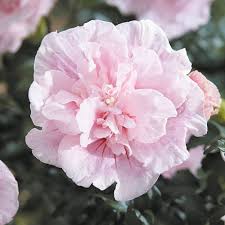Image result for Hibiscus syriacus ´Pink Chiffon