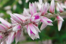 Image result for Hermbstaedtia