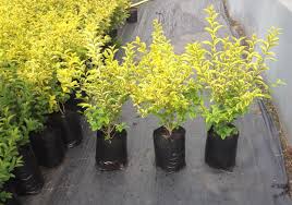 Peter watched the car disappear behind the privet hedge and closed the door. Golden Privet Hedging Plants 10l Pot Hedging Uk