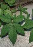 Image result for Ipomoea tuberculata