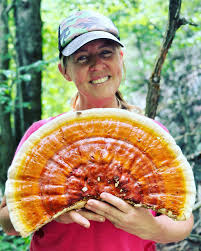 Image result for Ganoderma tsugae