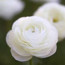 Image result for Ranunculus volkensii