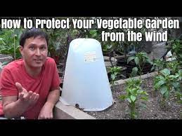 We did not find results for: How To Protect Your Vegetable Garden From The Wind Youtube