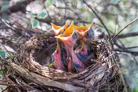 Baby Bird With Large Beak Three Baby Birds In A Nest With Beaks Wide Open Waiting To Be Fe Three Young Ba Sponsored Beaks Wide Nest Baby Birds Ad Baby Bird Nest Birds