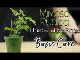 The soil should be high in acidity. Basic Sensitive Plant Care Mimosa Pudica Youtube