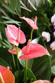 Pin On Flowers Cvece