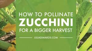 Check spelling or type a new query. Video How To Pollinate Zucchini For A Bigger Harvest Julia Dimakos