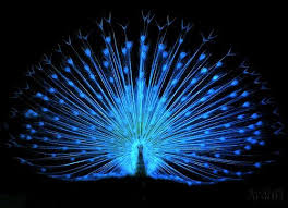 Albino Peacock Under Black Light Peacock Images Albino Peacock Peacock Pictures