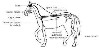 14 5 Parts Of The Nervous System Medicine Libretexts