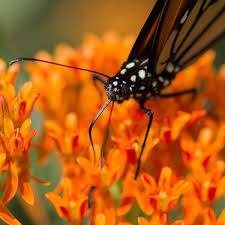 They are also later bloomers than some other flowers that butterflies like, appearing from august through october. Nectar Sources For Large Winged Butterflies Of The Mid Atlantic