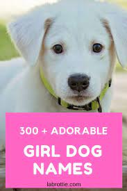 This is a sweet hub. 350 Girl Dog Names A Z Labrottie Com
