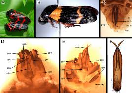 Image result for Plinthus sericeus