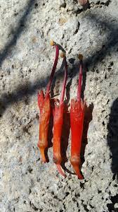 Image result for Hibiscus migeodii