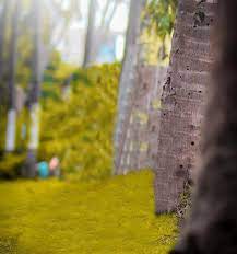 Best Photo Editing Backgrounds Download Tutorial Photoshop Cc Photo Background Images Hd Photo Background Images Blurred Background Photography