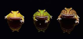 They have been bred to be a variety of colors but are naturally dark green and brown. Toadschooled A Lovely Little Trio Of Young Cranwell S Horned