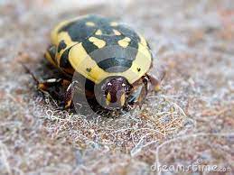 A Close Up View Of A Yellow And Black Flower Chafer Beetle Stock Images Beetle Image