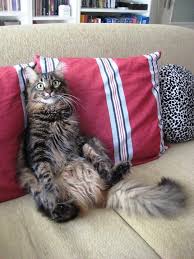 I 3 He Karpuz Ayaz Cizerimoglu Cat Wallpaper Cats Large Domestic Cat Breeds