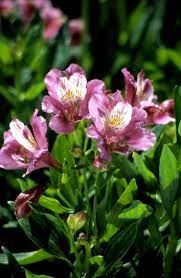 Pin On Plant It