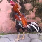 Bagi kami kejujuran dan kepuasan anda yang utama dan bukan mengutamakan keuntungan semata. Adakah Ayam Superfighter Page 2