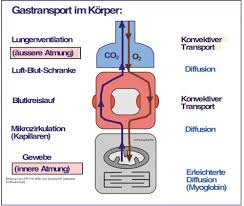 Äußere atmung — äußere atmung, der gasaustausch der tiere und des menschen über die atmungsorgane und die haut (atmung) … im weiteren ist jedoch erforderlich, dass der luftsauerstoff durch die innere lungenoberfläche diffundiert, mithilfe des blutes zu… … Kv29 30 Ventilation Atemmechanik Flashcards Quizlet