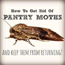 For starters, don't beat yourself they're most often brought in by some kind of food product that they eat, explains ron harrison, an entomologist for pest control service orkin. How To Get Rid Of Pantry Moth Infestation Safely Natural Pest Solutions 1 Extermination Company