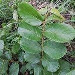 Image result for Bridelia ferruginea