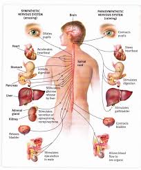 Nervous System Diagram No Labels Human Anatomy Picture Brain Nervous System Human Body Systems