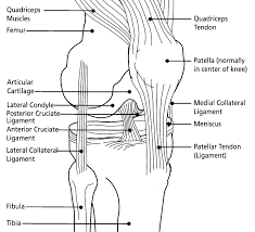 Recognition Of Knee Injury Knee Injury And Prevention