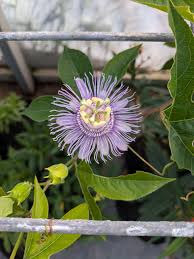 Image result for Passiflora
