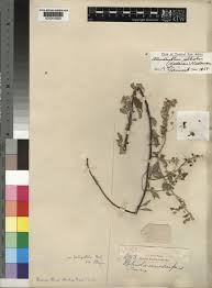 Image result for Caucanthus auriculatus