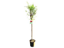 Finish by watering the surrounding soil near your trees and mulching to conserve moisture. Punica Granatum Pomegranate Trees Dubai Garden Centre