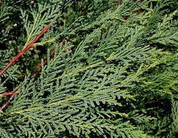 Use soaker hoses, not sprinklers that will wet the foliage. Quart Leyland Cypress
