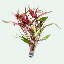 Image result for Persicaria