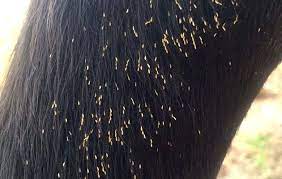Q A How To Deal With Bot Eggs On Horses Horse Hound