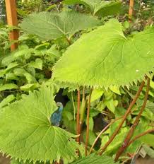 Image result for Lellingeria oosora