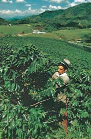 Choisissez parmi des contenus premium coffee plantation de la plus haute qualité. Coffee Production Plant Genus Britannica