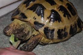Identifying Mediterranean Tortoise Species