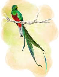 quetzal by bluebirdjoy d67z2jp png 786 1017 quetzal tattoo hand art drawing bird drawings quetzal tattoo