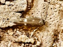 Image result for Mompha miscella