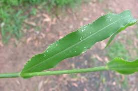 Image result for Urochloa panicoides