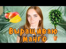 можно ли вырастить манго из косточки в домашних условиях Kak Vyrastit Mango Iz Kostochki V Domashnih Usloviyah Youtube Mango Ulichnye Rasteniya Ogorodnichestvo