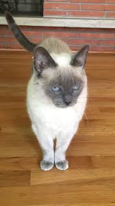 What to expect in your cat's first 18 months (and how to make the most of them). Shelter Sunday Meet Primo Shiba Inu And Murriah Blue Point Siamese Cat Nepa Scene